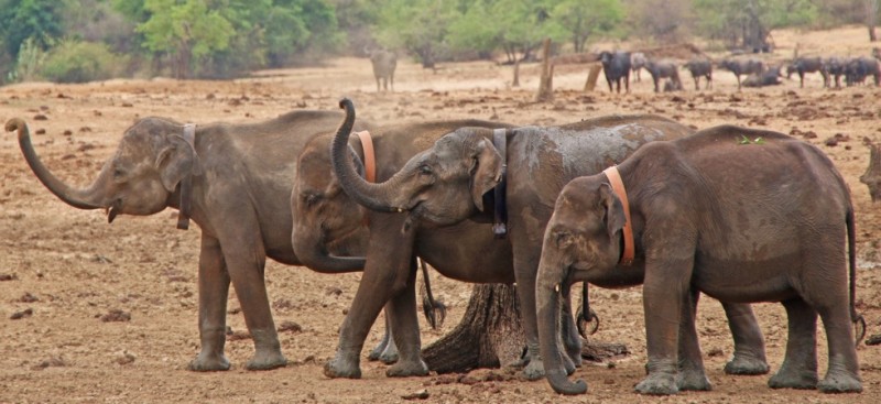 Zoo_Artikelheader_Elefanten.jpg
