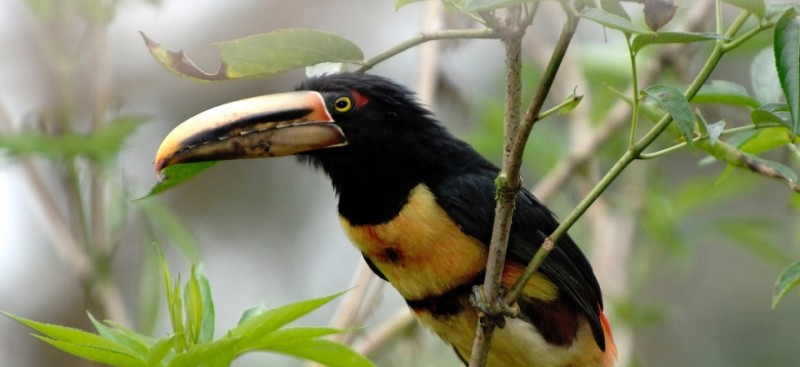 Artikelheader_zoo_Ecuador.jpg